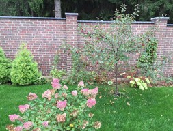 WIESMOOR kohle-bunt NFdns2